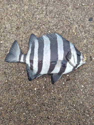 イシダイの釣果