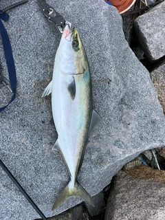 メジロの釣果