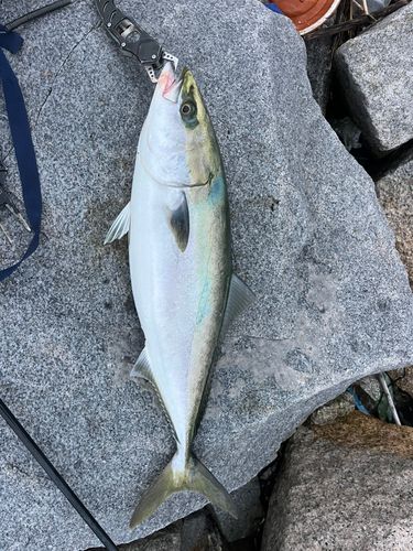 メジロの釣果