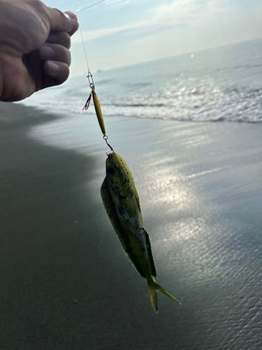 シイラの釣果