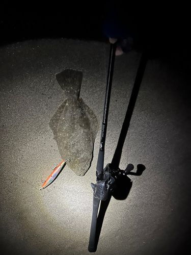 ヒラメの釣果