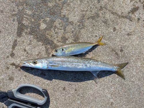 カマスの釣果