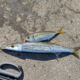 カマス
