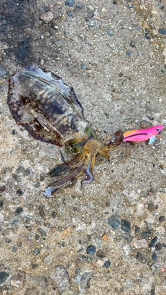 アオリイカの釣果