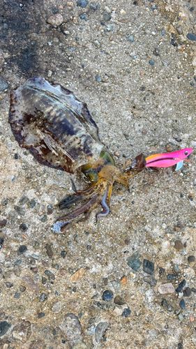 アオリイカの釣果