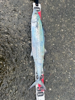 サゴシの釣果