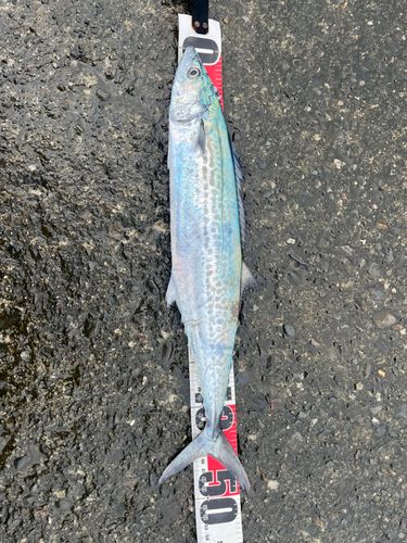 サゴシの釣果