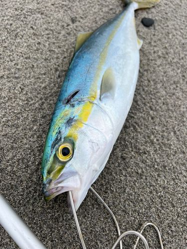 ワカシの釣果