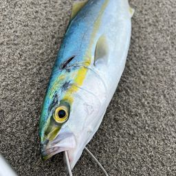 ワカシ