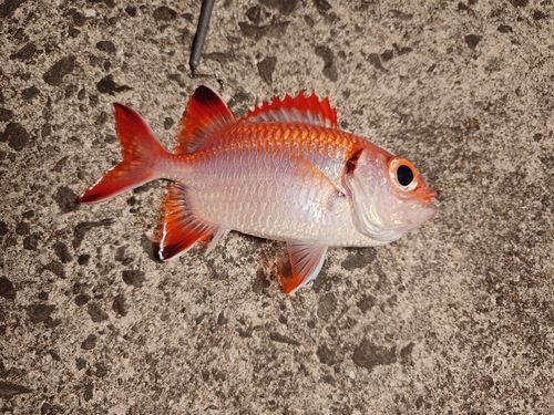 アオノメハタの釣果