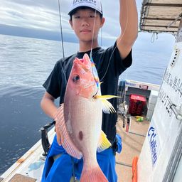 モンツキイサキ