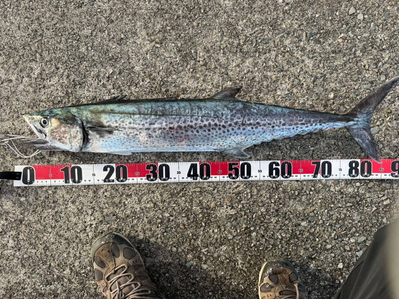 N*t様 19コルトスナイパーss s96mh シマノ 2022年版解説｜シマノ「19