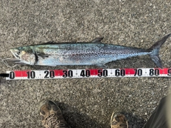 サワラの釣果