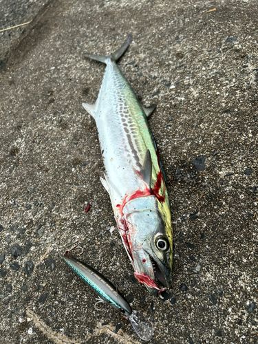 博多湾