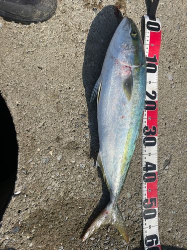 イナダの釣果
