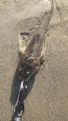 マゴチの釣果