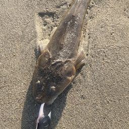 マゴチ