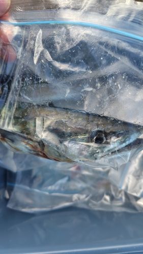 サゴシの釣果