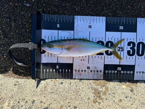 ワカシの釣果