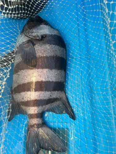 イシダイの釣果