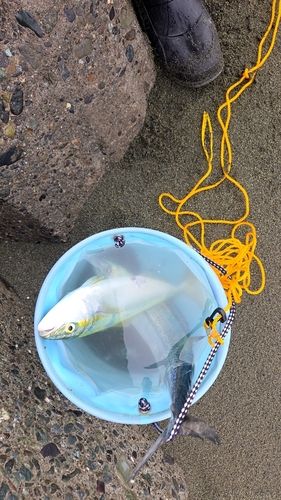 サゴシの釣果
