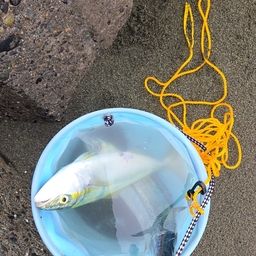 サゴシ