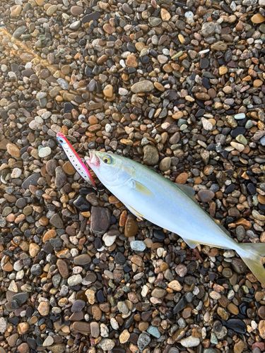 ワカシの釣果