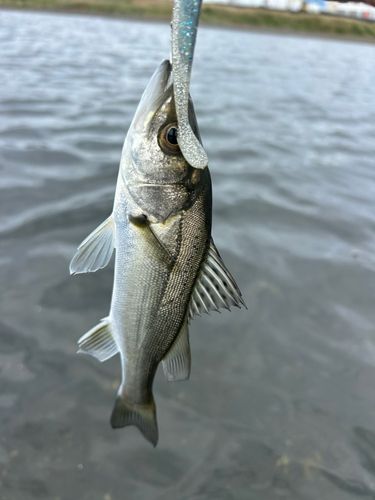 セイゴ（マルスズキ）の釣果