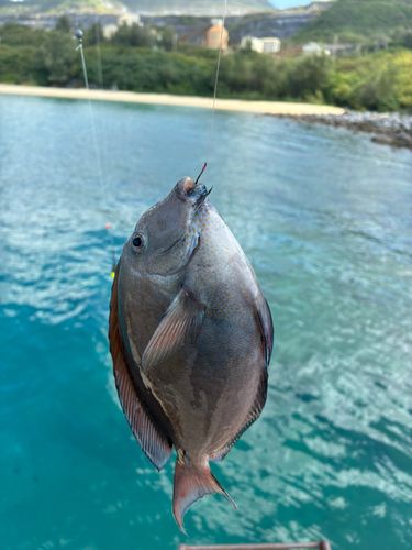 トカジャーの釣果