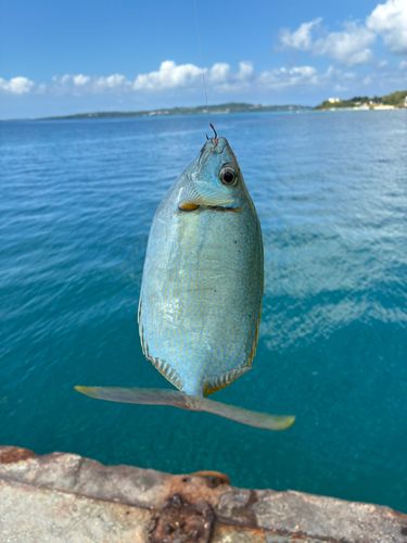 アイゴの釣果