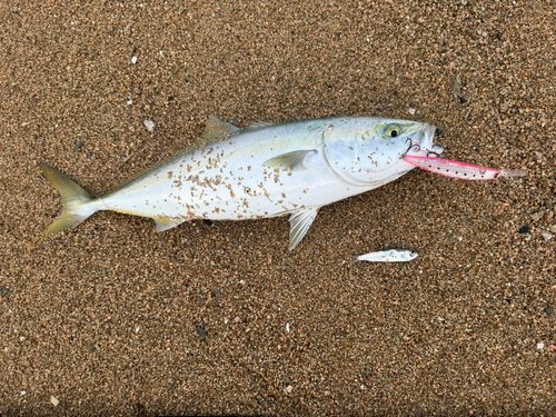 ヤズの釣果