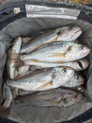 若洲海浜公園海釣り施設