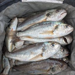 イシモチ