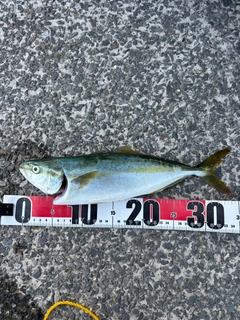 ワカシの釣果