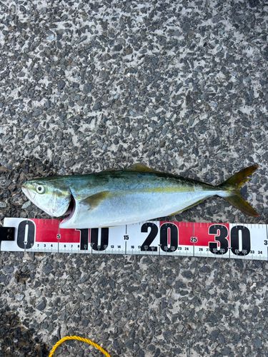 ワカシの釣果
