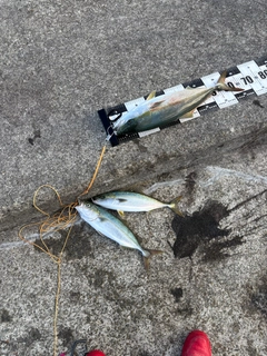 メジロの釣果