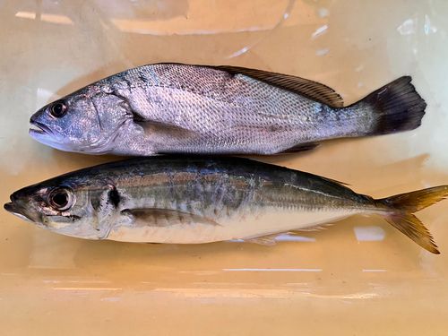 マアジの釣果
