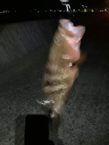 キジハタの釣果