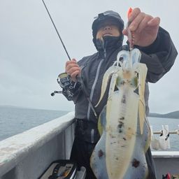 アオリイカ