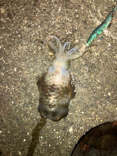 紀伊水道