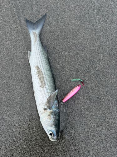 ボラの釣果