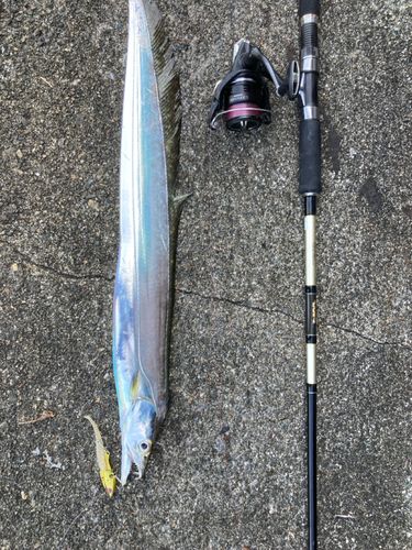 タチウオの釣果