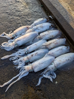 アオリイカの釣果