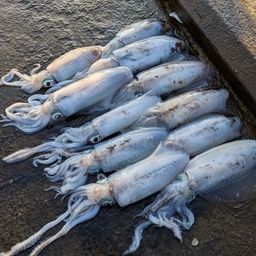 アオリイカ