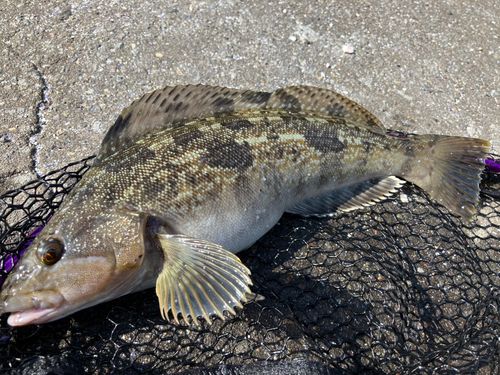 アイナメの釣果