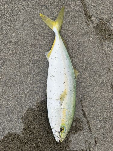 ワカシの釣果