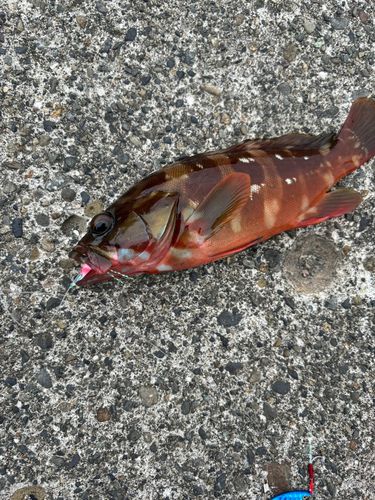 ハタの釣果
