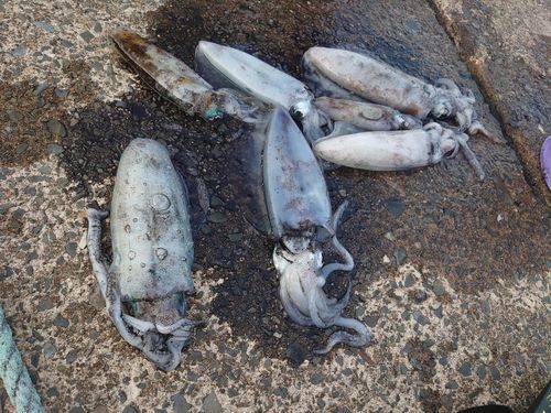 アオリイカの釣果