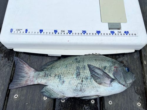 グレの釣果