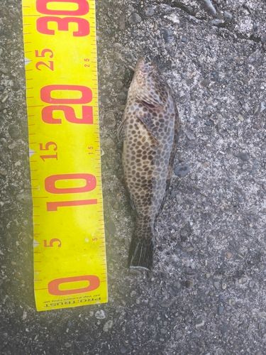 オオモンハタの釣果